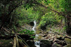 Guide to Climbing Gunung Lambak and Belumut 1