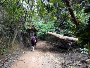 Guide to Climbing Gunung Lambak and Belumut